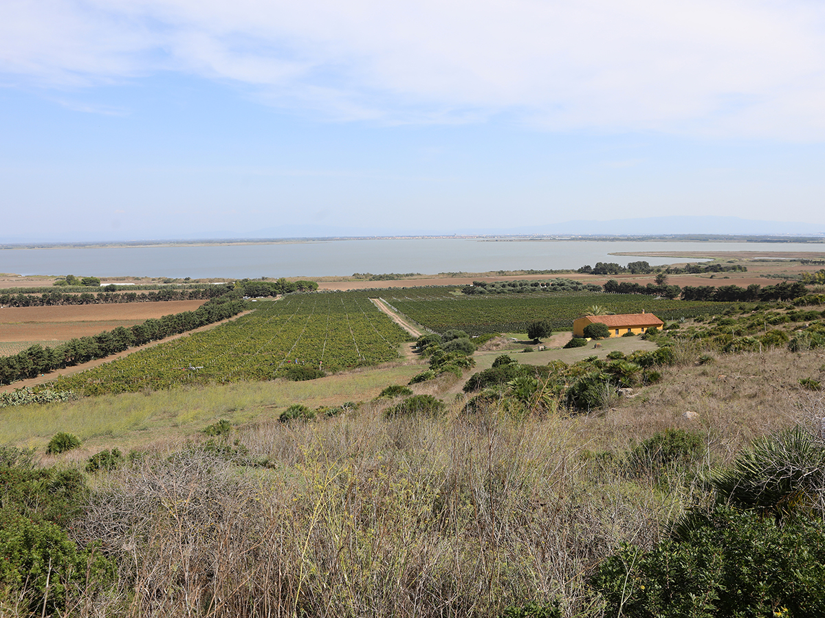 3-contini-vini-azienda